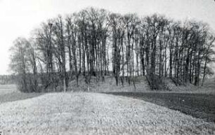 Schanze bei Bathow : Landschaft - Burgwall. Ort: Batowk / Bathow (Landkreis Luckau). Schanze bei Bathow (deutsch "Borchelt")