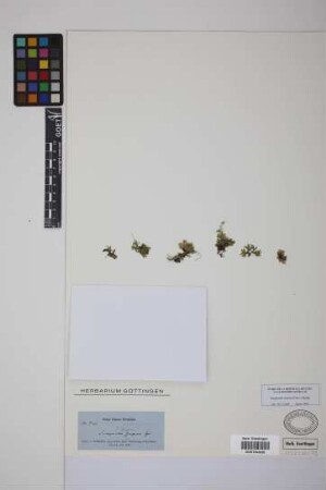 Selaginella serpens (Desv.) Spring