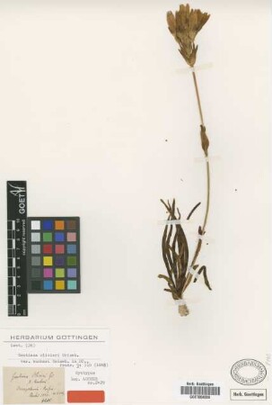 Gentiana olivieri Griseb. var. aucheri Griseb.[syntype]