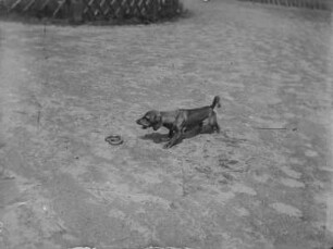 Dachshund und Schlingnatter : Ein Kurzhaar-Dackel namens Namen Puck bellt eine Schlingnatter (Coronella austriaca Laurenti) an.