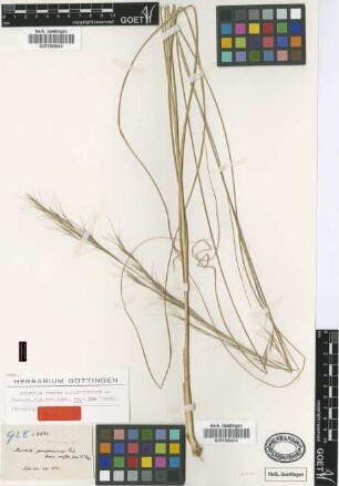 Aristida erecta Hitchc. [isotype]