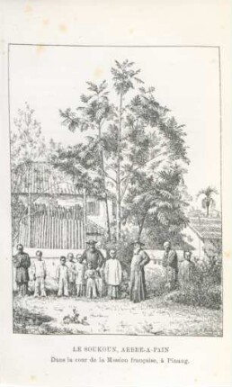 Le Soukoun, arbre-a-pain