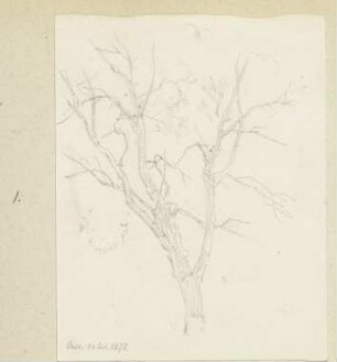 Kahler Baum bei der (Holzhauser?) Oede