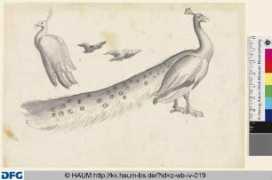 Männlicher und weiblicher Pfau und zwei kleine Vögel