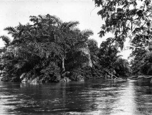 Auf dem Ruvu : Der Fluss Ruvu. Am Ufer Raphiaplamen.