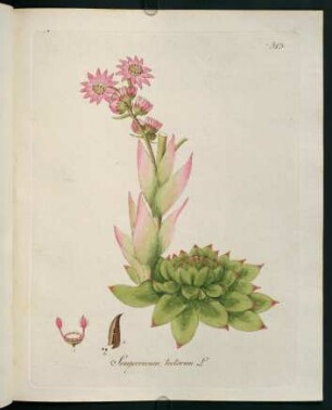 Sempervivum tectorum L.