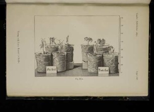 Tafel XV. Taf. 49 A.