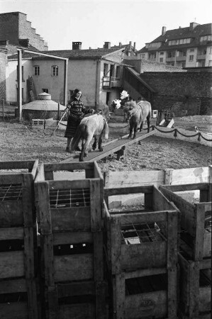 Überwinterung der Zirkusfamilie Helmbrecht Hoppe in Karlsruhe.