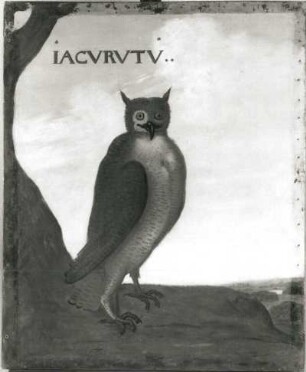 IACVRVTV Uhu (Bubo sp., Strix magellanica) : IACVRVTV Uhu (Bubo sp., Strix magellanica). Öl auf Leinwand (1655/1663; A. Eckhout). Radebeul, Hoflößnitz, Berg- und Lusthaus, Festsaal (nach der Restaurierung)