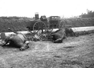 Erster Weltkrieg : Tote Pferde vor einem Wagen