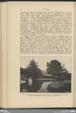 Kampferbaum und Libanonzeder im Garten der Villa Pallavicini in Pegli