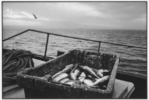 Fischfang auf hoher See