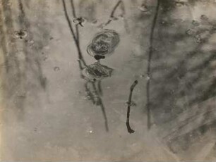 Grasfrosch (Rana temporaria L.), Männchen zur Paarungszeit im Wasser