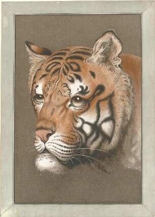 Laves, Georg Ludwig Friedrich; Studienzeichnungen - Tigerkopf (Ansicht)
