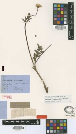 Ranunculus argemonifolius Griseb.