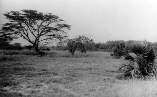 Massai-Steppe mit Kameldorn-Akazie Ost.