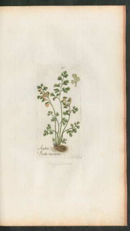 157. Asplenium ruta muraria