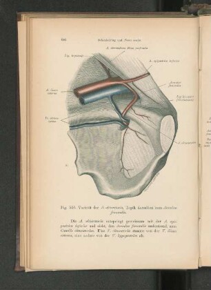 Fig. 516. Varietät der A. obturatoria, Topik derselben zum Annulus femoralis.