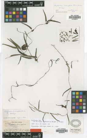 Aristolochia linearifolia Wright ex Griseb. [holotype]