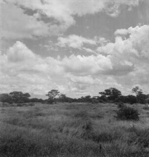Savannenlandschaft : Blick über die Savannenlandschaft bei Taveta