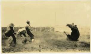 Corral