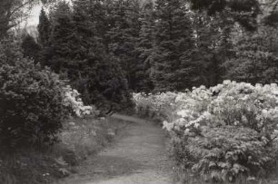 Kamenz, Hutberg. Rhododendronpark