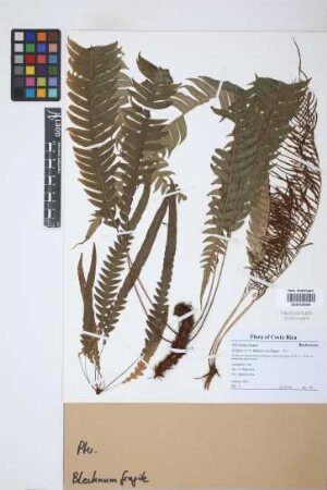 Blechnum fragile (Liebm.) C.V.Morton & Lellinger