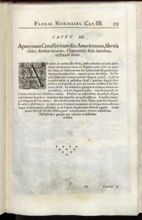 Caput IIII. Apocynum Coraffavicum feu Americanum, fìbrosa radice, floribus aurantiis, Chamaenerii foliis latioribus, ex Paradis. Batav.