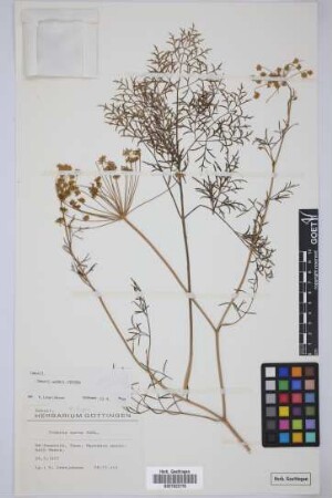 Todaroa aurea Parl.