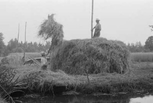 Aufbau eines Heuschobers „Stog“ im Spreewald : Natwarjenje synoweho kopjenja „stoga“ w Błótach : Spreewald / Błóta