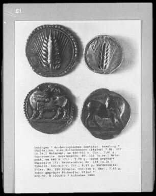 Silber-Münzen, Nr. 217 (oben links) Metapont (um 530-520 v. Chr.), 7,81 g, Vorderseite: Gerstenähre; Nr. 218 (oben rechts) Metapont, um 480 v. Chr., 7,79 g, inkus geprägte Rückseite (?): Gerstenähre; Nr. 219 (unten links) Sybaris, 530-510 v. Chr., 845 g, Vorderseite: Stier; Nr. 220 Sybaris, 530-510 v. Chr., 7,63 g, inkus geprägte Rückseite: Stier
