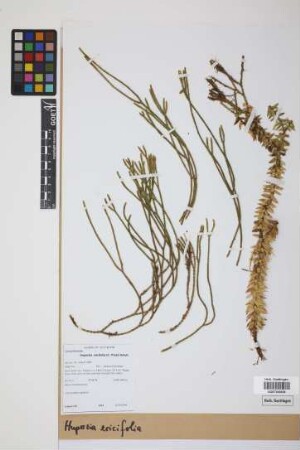 Phlegmariurus ericifolius (C. Presl) B. &Oslash;llg.