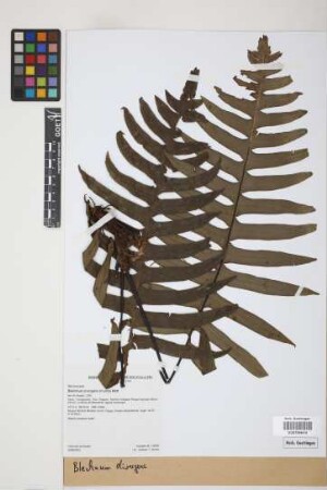 Blechnum divergens (Kunze) Mett.