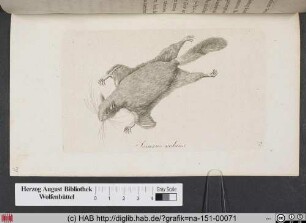 Sciurus volans / Das fliegende Eichhörnchen.