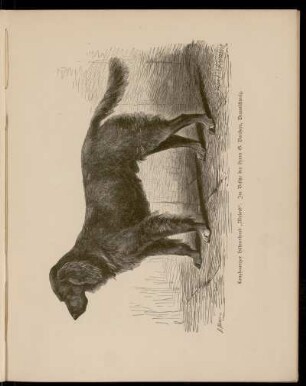 Langhaariger Hühnerhund "Mylord" . Im Besitze des Herrn G. Borchers, Braunschweig