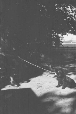 Hund an der Leine in Dresden-Laubegast