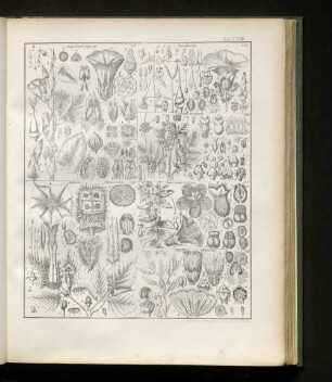 Tab. XXXVIII