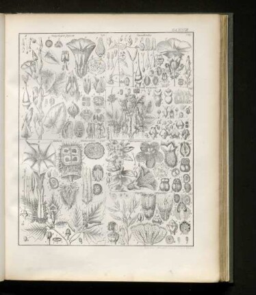 Tab. XXXVIII