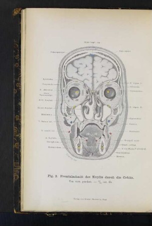 Fig. 2. Frontalschnitt des Kopfes durch die Orbita.