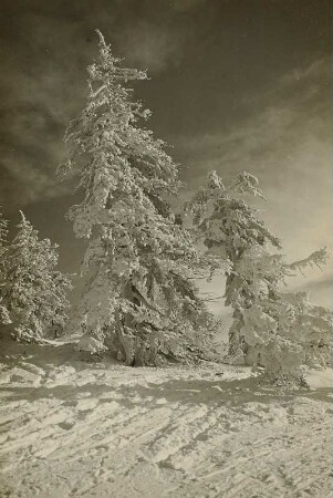 Erzgebirge im Winter. Wetterfichten auf dem Kahleberg
