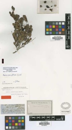 Psidium parvifolium Griseb.
