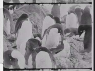 Birds and Seals of the South Shetland Islands (Maritime Antarctic Region)