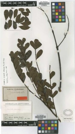 Jacaranda macrocarpa Bureau & K.Schum. [isotype]