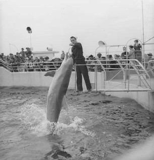 Florida, Marineland of Florida, Delphinshow