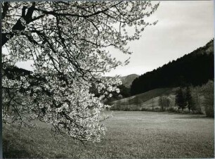 Kirschblüte im Markgräfler Land