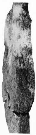 Xultun, Stela 20 (XUL: St. 20)