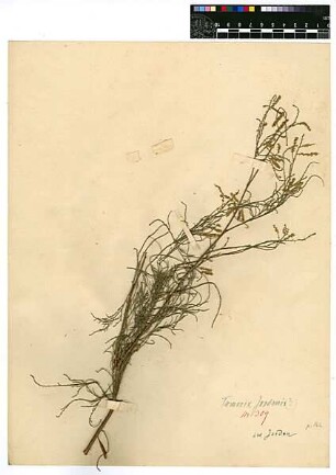 Tamaricaceae Tamarix jordanis Boissier, Edmond (1810 - 1885) [Jordan (Fluss)]