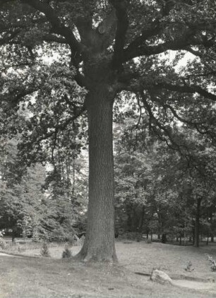 Reichstädt. Im Schlosspark