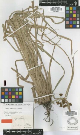 Cyperus lechleri Steud. [isotype]