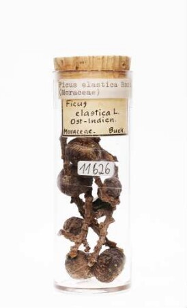 Ficus elastica Roxb. ex Hornem. aus Ostindien [Süd- und Südostasien]